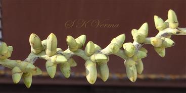  Rachilla bering floral triads